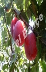AÇIK KÖKLÜ FORTUNE ERİK FİDANI
