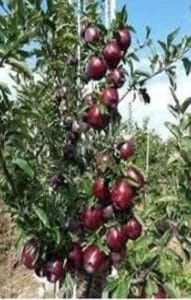 AÇIK KÖKLÜ JEROMİNE ELMA FİDANI