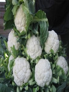 KARNABAHAR TOHUMU