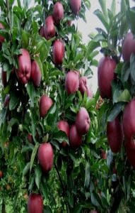 RED CHİEF ELMA FİDANI