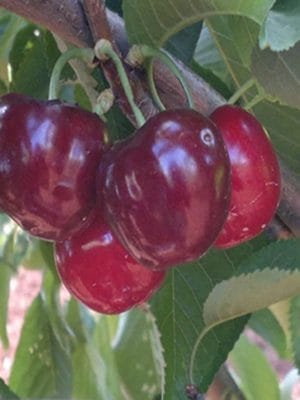 Açık köklü aşılı Kütahya vişnesi fidanı, taze vişne meyvesi sunar.