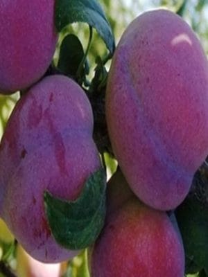 AÇIK KÖKLÜ ANJELİKA ERİK FİDANI