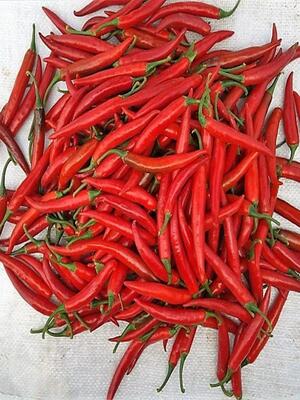sili-biber-fidesi